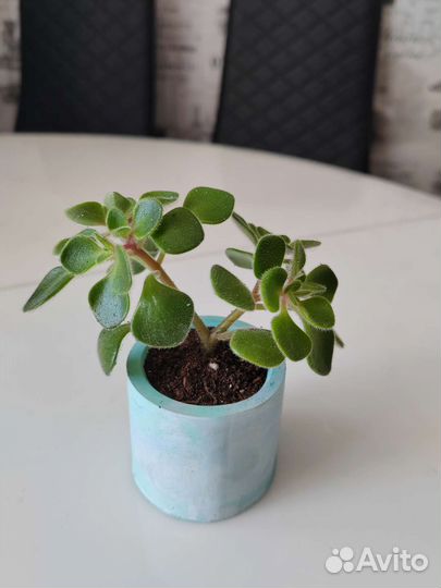 Аихризон дерево любви