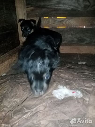 Щенки маленьких пород