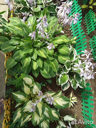 Хосты из сада