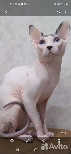 Канадский сфинкс вязка