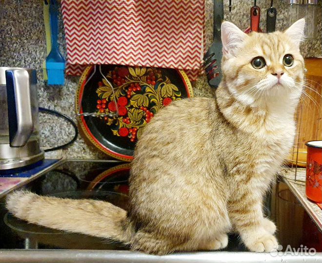 Британские котята, золотая шиншилла, котик