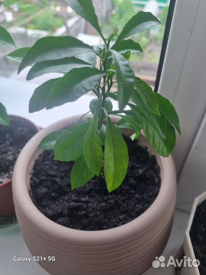 Мандаринов дерево