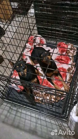 Клетка для собак и кошек в аренду