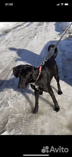 Кнопа из приюта ищет семью