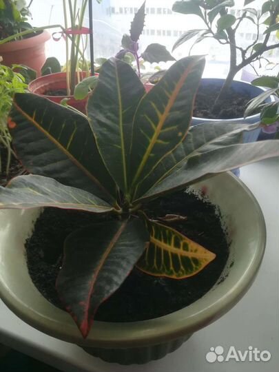 Продам цветы комнатные