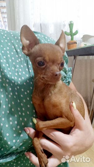 Мини той-терьер вязка