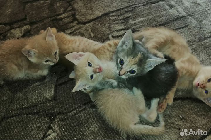 Кошка в дар бесплатно