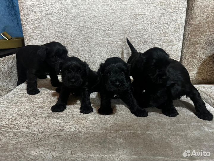 Щенки цвергшнауцера