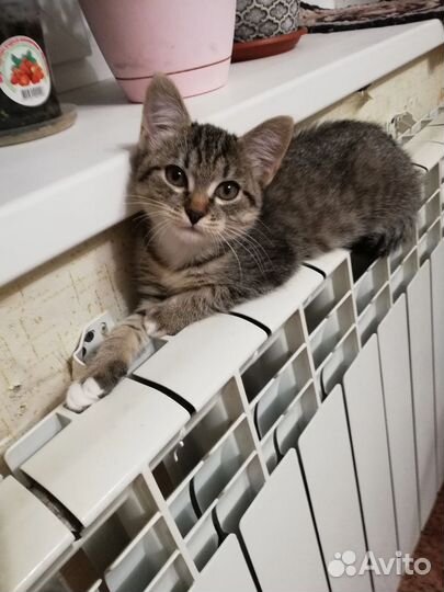 Кошка в дар бесплатно
