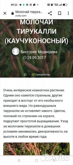 Комнатные цветы