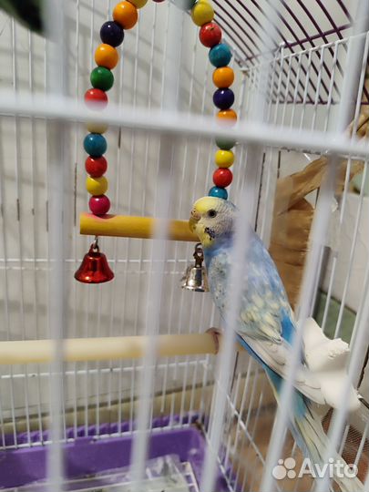 Волнистый попугай