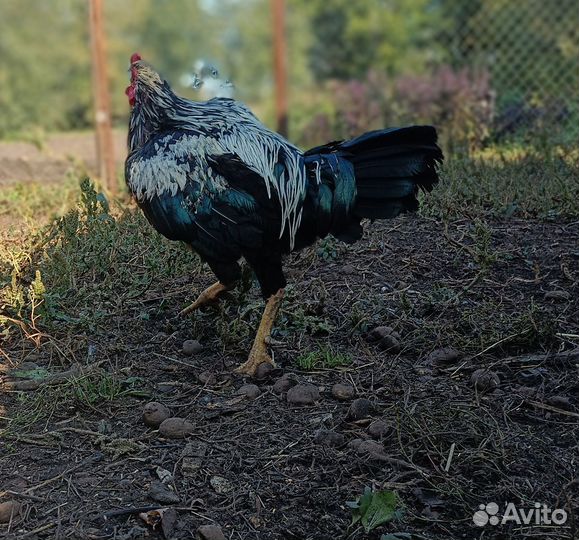 Бойцовые петухи