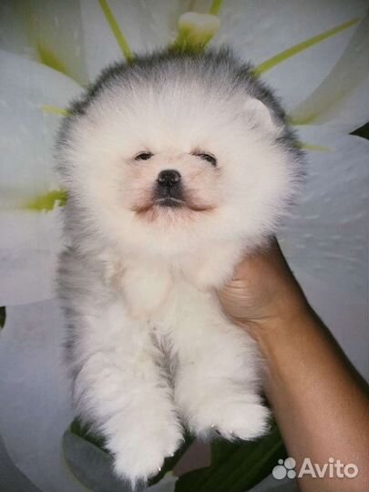 Девочка Облачко Мини Померанский шпиц