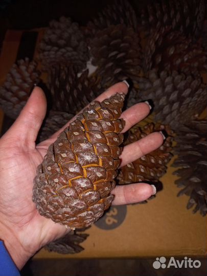 Огромные шишки для декора и поделок
