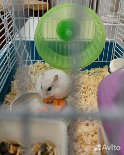 Джунгарский хомяк с клеткой