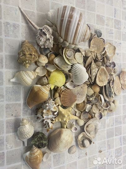 Морские ракушки