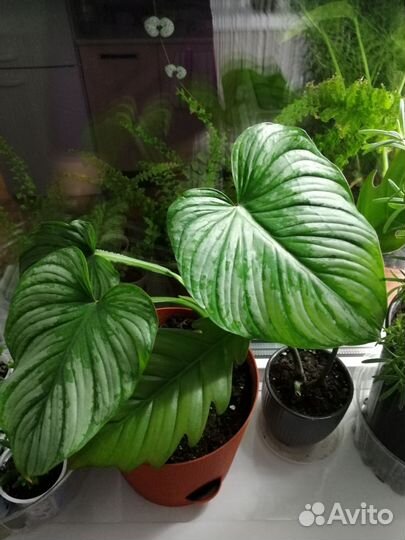 Филодендрон мамей