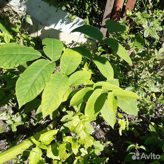 Саженцы Маньчжурский орех