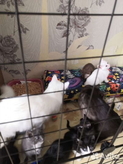 Бесплатный комочек счастья