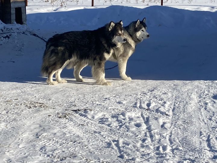 Собаки в добрые руки