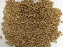 Пшеница фураж и семена