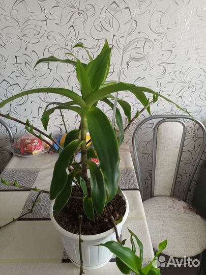 Цветок золотой ус