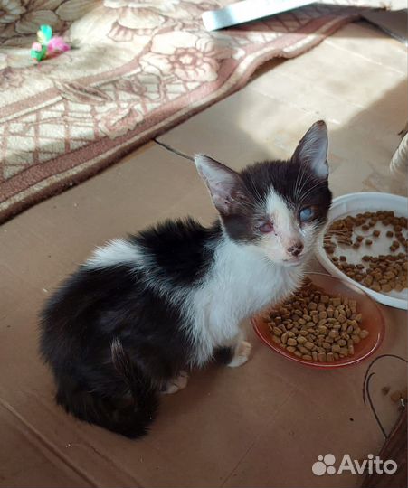 Котенок в добрые руки