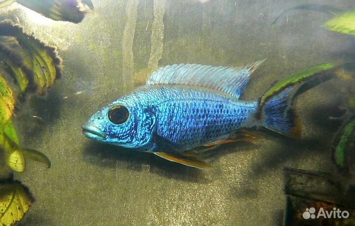 Малавийские цихлиды