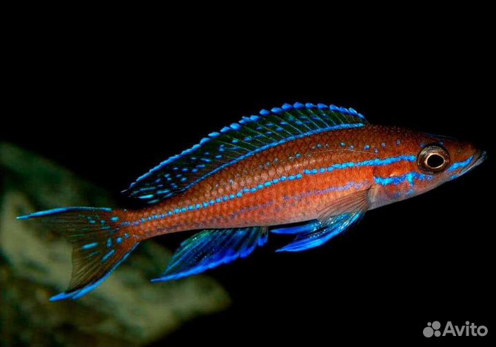 Цихлиды оз.Танганьика