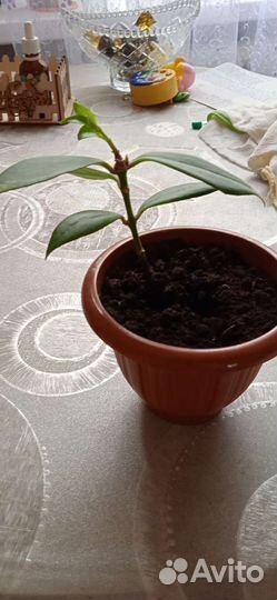 Комнатные растения, отводки