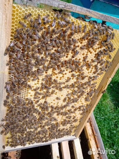 Бакфаст пчелопакеты, пчелосемьи