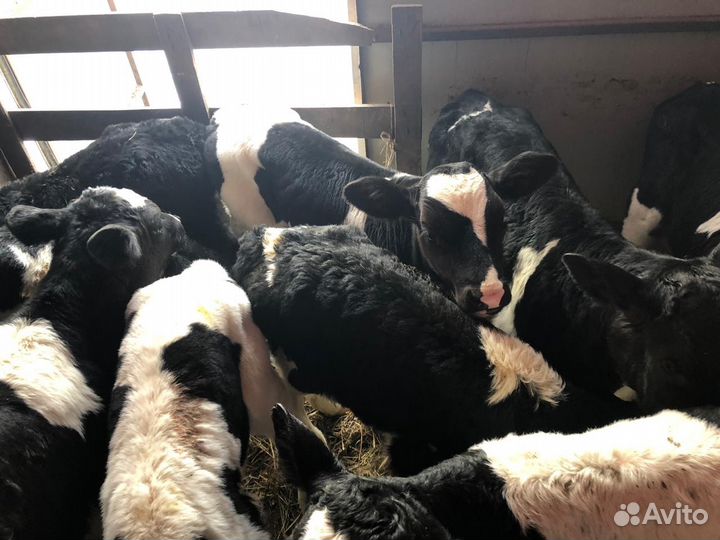 Бычки телята