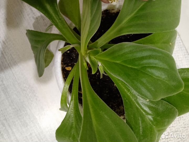 Хирита - Chirita Aiko - Бронь