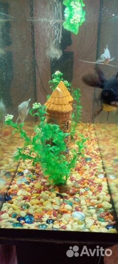 Аквариум с рыбками и тумбой