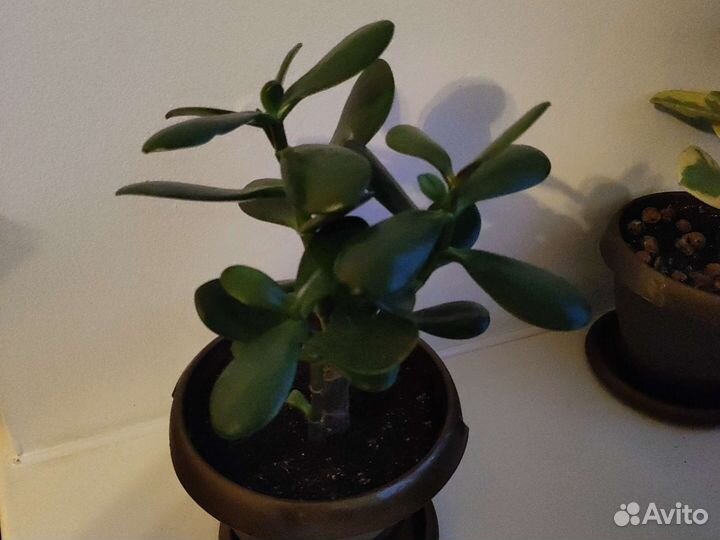 Толстянка (денежное дерево)