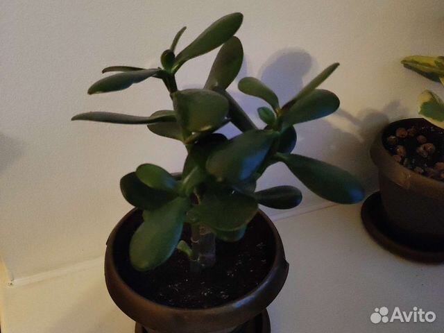 Толстянка (денежное дерево)