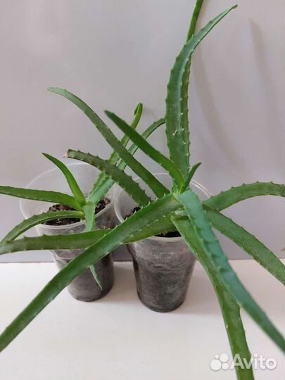 Алоэ столетник