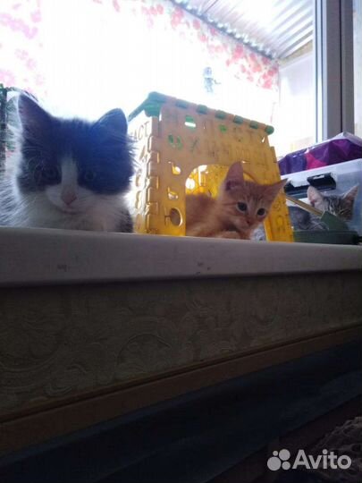 Котята в добрые руки