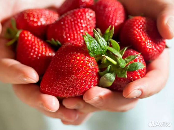 Ремонтантная клубника 