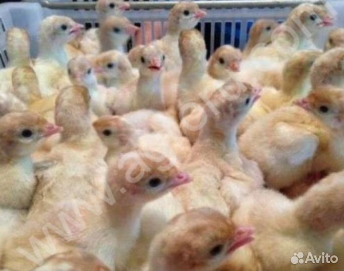 Индюки индюшата