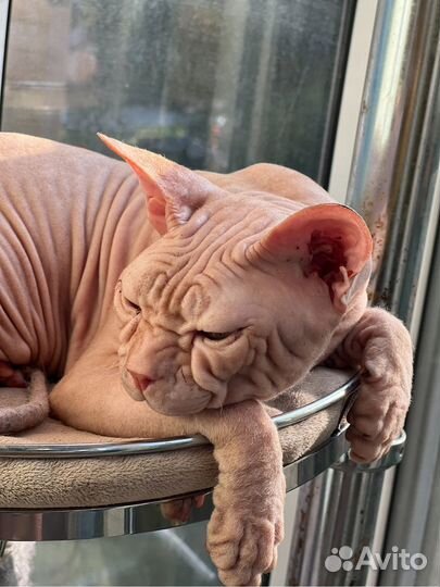 Донской сфинкс