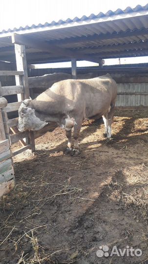 Продаётся бык