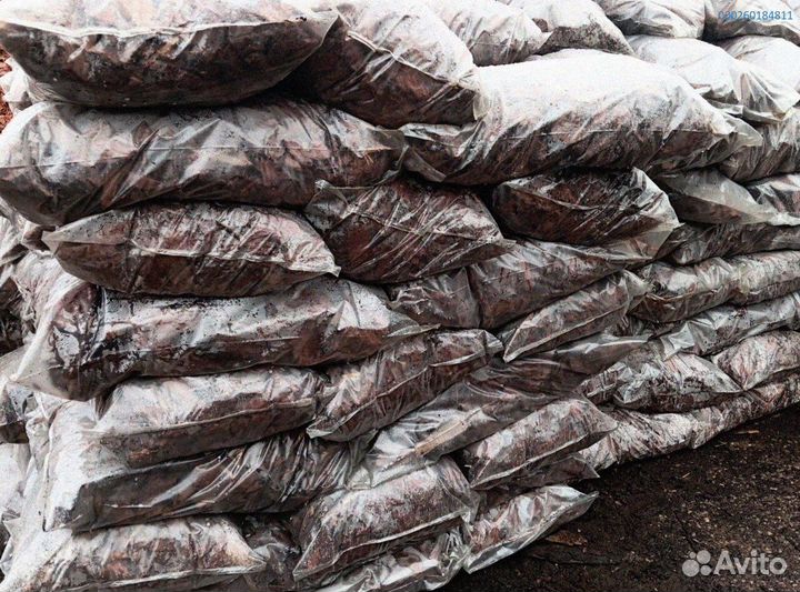 Лиственница: кора для здоровья и красоты