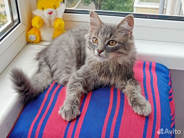 Темка котенок в добрые руки