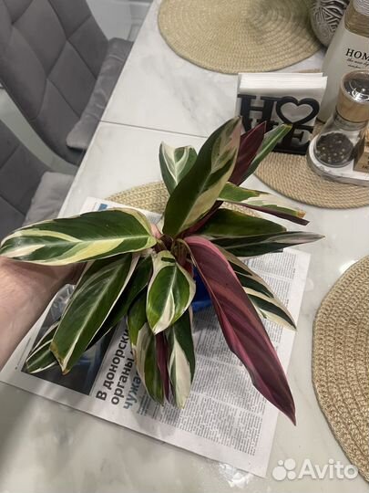 Строманта триколор москва