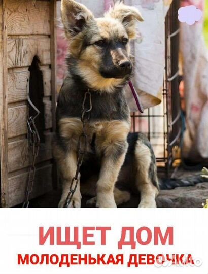 Собака в добрые руки