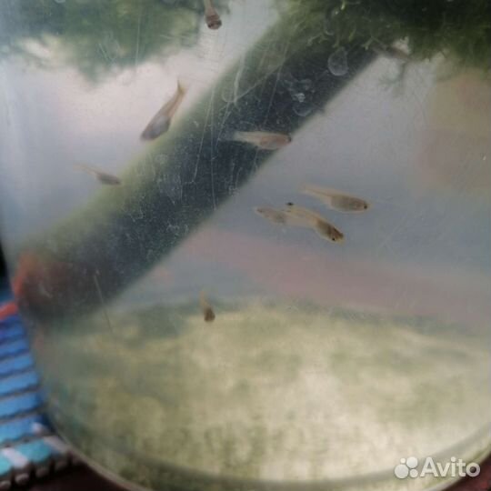 Аквариумные рыбки гуппи