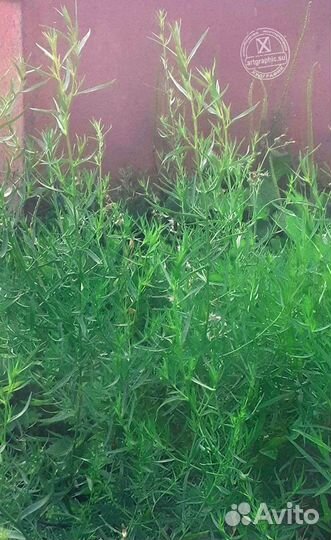 Саженцы - тархун (эстрагон) настоящий