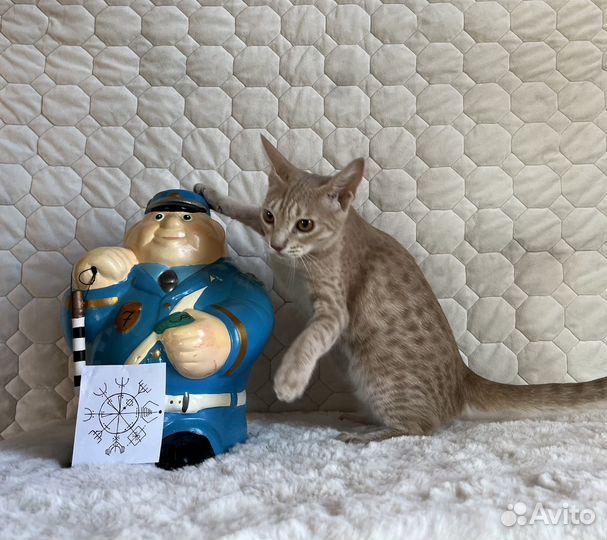 О, это чудо Оцикет