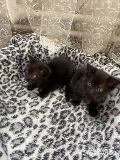 Котята в добрые руки бесплатно